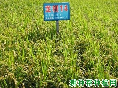 龙粳14号水稻品种好不好? 龙粳14号水稻品种好不好?