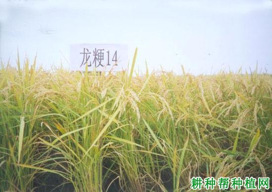 龙粳14号水稻品种好不好? 龙粳14号水稻品种好不好?