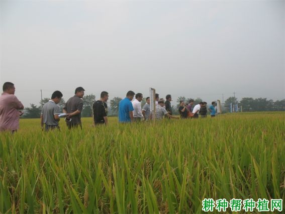 荣优390水稻品种好不好? 荣优390水稻品种好不好?