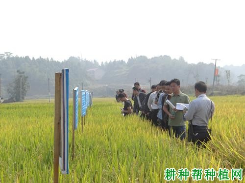 荣优390水稻品种好不好? 荣优390水稻品种好不好?