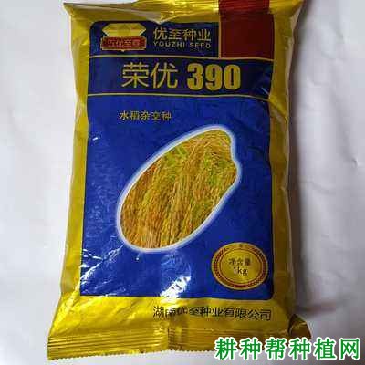 荣优390水稻品种好不好? 荣优390水稻品种好不好?
