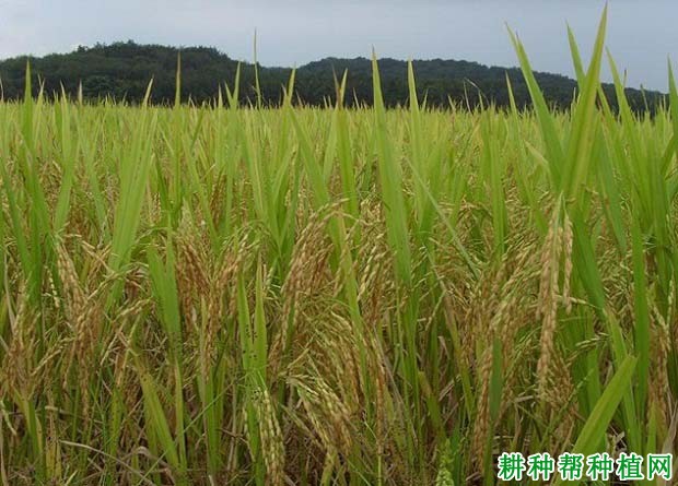 大粮203水稻品种好不好? 大粮203水稻品种好不好?