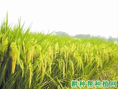新两优6号水稻品种好不好? 新两优6号水稻品种好不好?