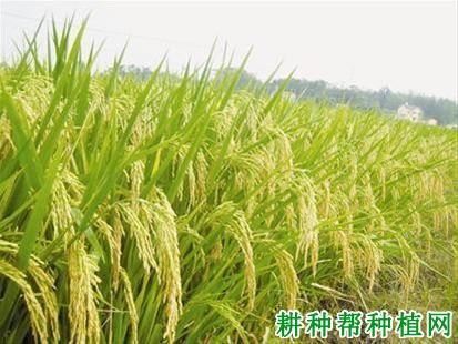 新两优6号水稻品种好不好? 新两优6号水稻品种好不好?