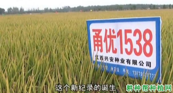甬优1538水稻品种好不好? 甬优1538水稻品种好不好?