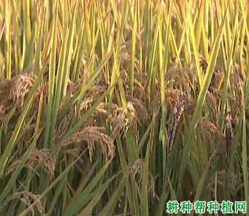 甬优1538水稻品种好不好? 甬优1538水稻品种好不好?