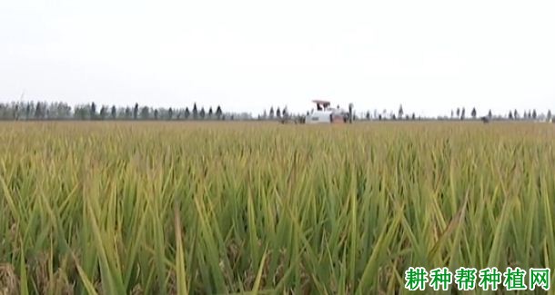 甬优1538水稻品种好不好? 甬优1538水稻品种好不好?
