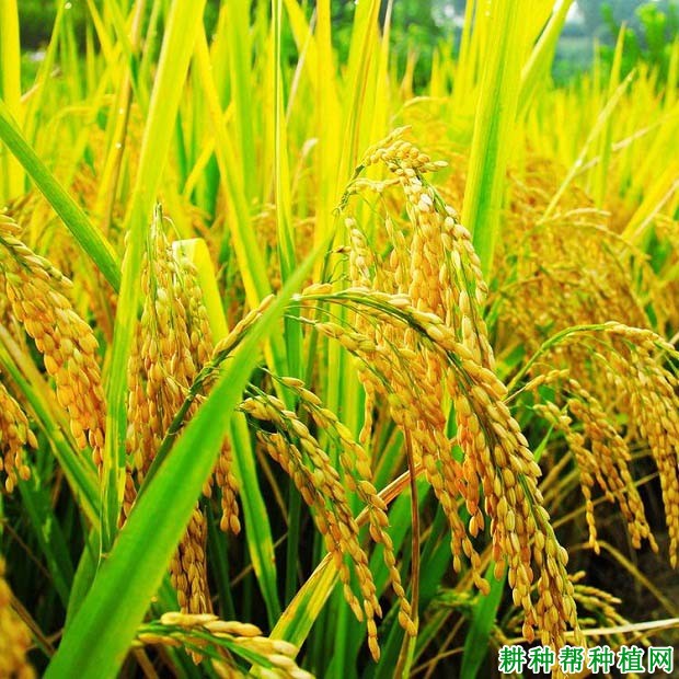 潭两优83水稻品种好不好? 潭两优83水稻品种好不好?