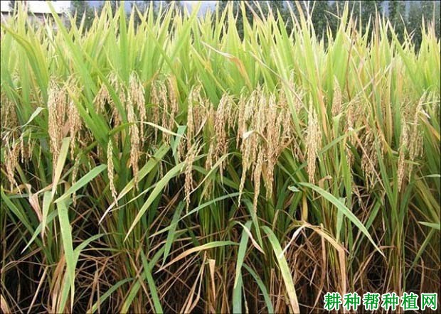 川香优2号水稻品种好不好? 川香优2号水稻品种好不好?