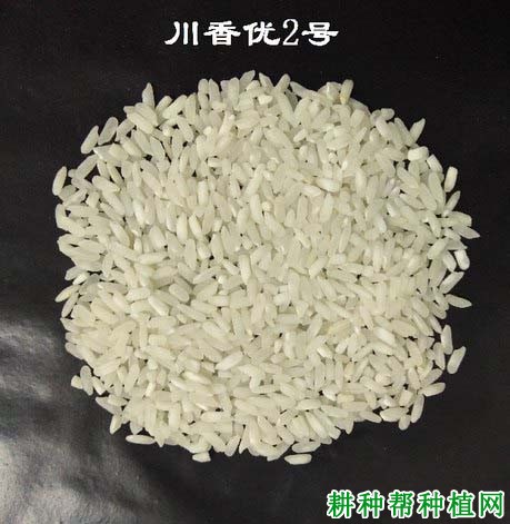 川香优2号水稻品种好不好? 川香优2号水稻品种好不好?