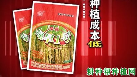 绿旱1号水稻品种好不好? 绿旱1号水稻品种好不好?