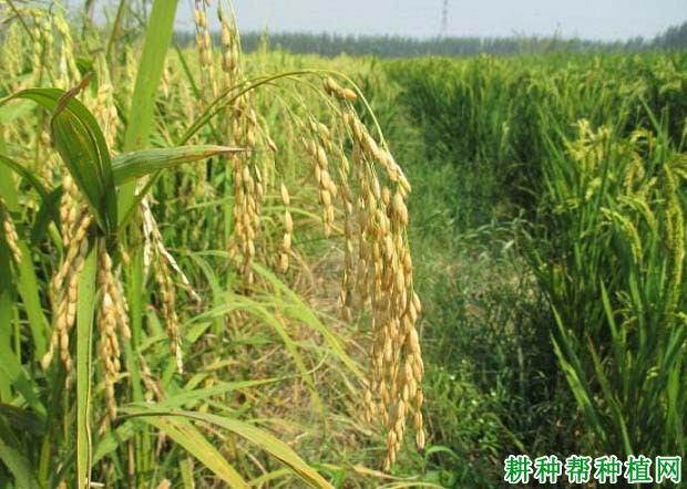 隆粳968水稻品种好不好? 隆粳968水稻品种好不好?