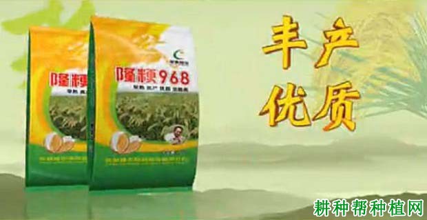 隆粳968水稻品种好不好? 隆粳968水稻品种好不好?