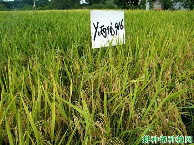 Y两优916水稻品种好不好? Y两优916水稻品种好不好?