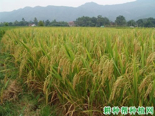 万象优华占水稻品种好不好? 万象优华占水稻品种好不好?