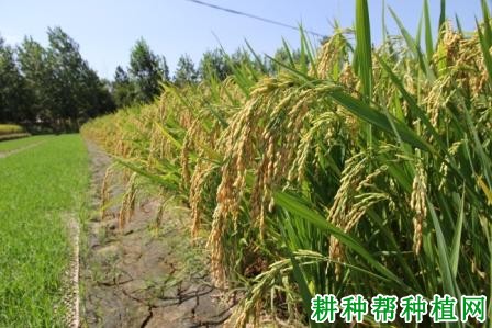 株两优35水稻品种好不好? 株两优35水稻品种好不好?