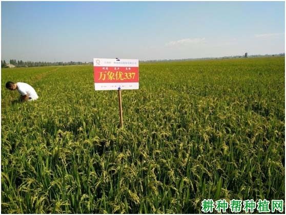 万象优华占水稻品种好不好? 万象优华占水稻品种好不好?