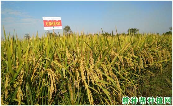 万象优华占水稻品种好不好? 万象优华占水稻品种好不好?