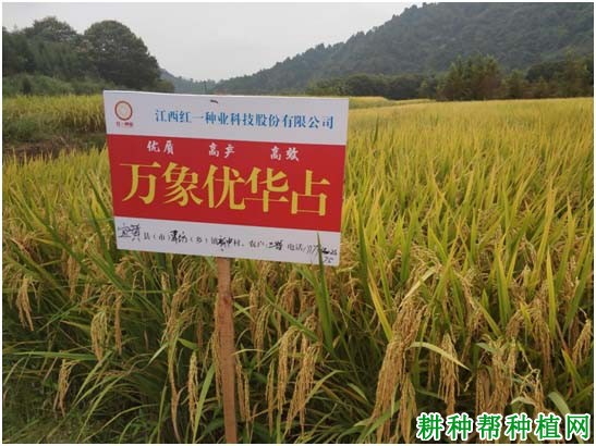 万象优华占水稻品种好不好? 万象优华占水稻品种好不好?