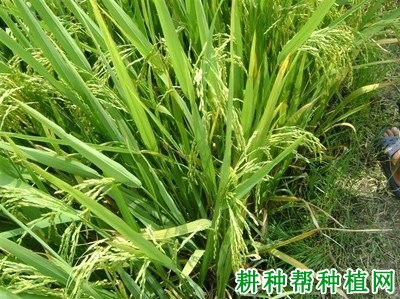 K优213水稻品种好不好? K优213水稻品种好不好?