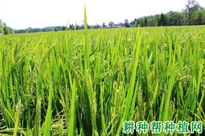 K优213水稻品种好不好? K优213水稻品种好不好?