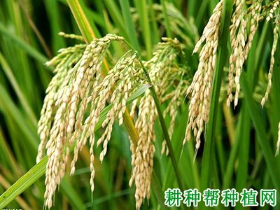 五优103水稻品种好不好? 五优103水稻品种好不好?