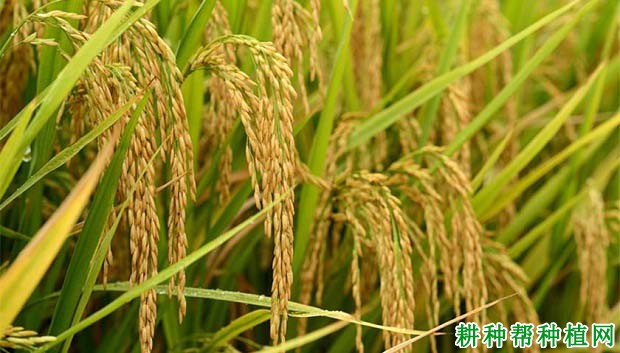 五优103水稻品种好不好? 五优103水稻品种好不好?