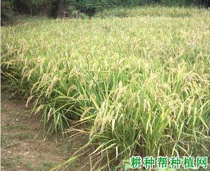 旱稻271水稻品种好不好? 旱稻271水稻品种好不好?