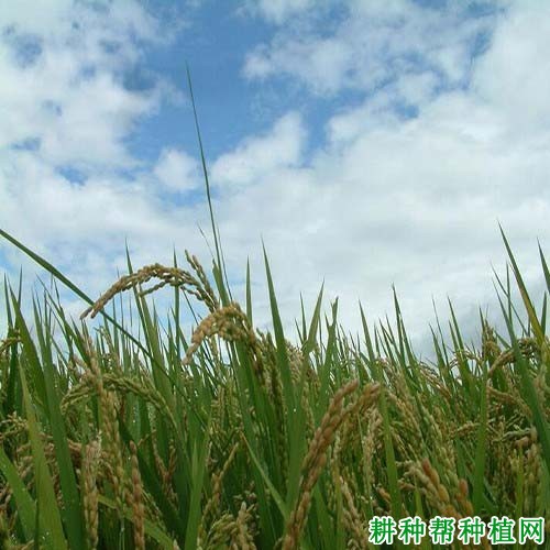 武运粳24号水稻品种好不好? 武运粳24号水稻品种好不好?