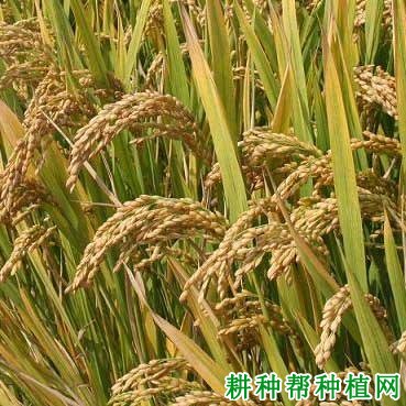 武运粳24号水稻品种好不好? 武运粳24号水稻品种好不好?