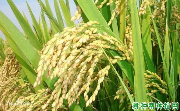信旱优26水稻品种好不好? 信旱优26水稻品种好不好?