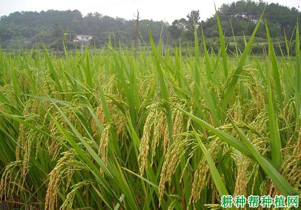 信旱优26水稻品种好不好? 信旱优26水稻品种好不好?