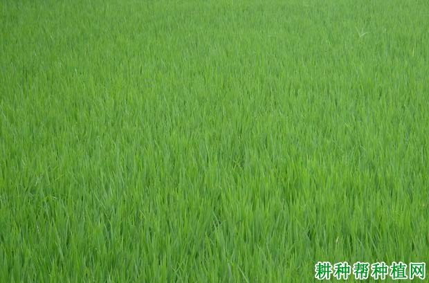 徐稻7号水稻品种好不好? 徐稻7号水稻品种好不好?