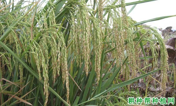 湘优66水稻品种好不好? 湘优66水稻品种好不好?