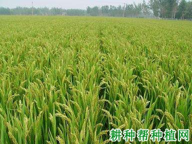 郑稻18号水稻品种好不好? 郑稻18号水稻品种好不好?