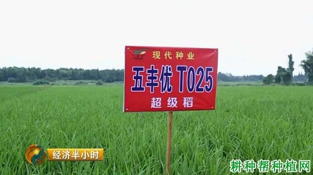 五丰优T025水稻品种好不好? 五丰优T025水稻品种好不好?