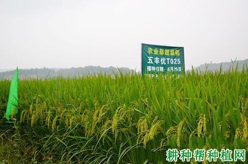 五丰优T025水稻品种好不好? 五丰优T025水稻品种好不好?