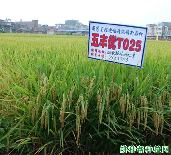 五丰优T025水稻品种好不好? 五丰优T025水稻品种好不好?
