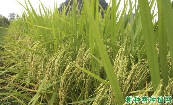 湘菲优8118水稻品种好不好? 湘菲优8118水稻品种好不好?