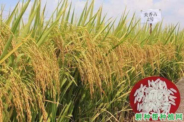 美香占2号水稻品种好不好? 美香占2号水稻品种好不好?