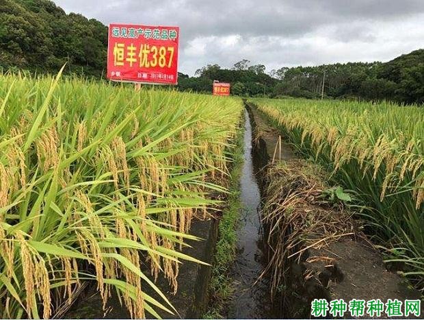 恒丰优387水稻品种好不好? 恒丰优387水稻品种好不好?