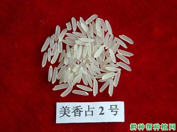 美香占2号水稻品种好不好? 美香占2号水稻品种好不好?