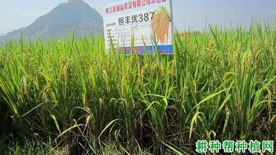 恒丰优387水稻品种好不好? 恒丰优387水稻品种好不好?