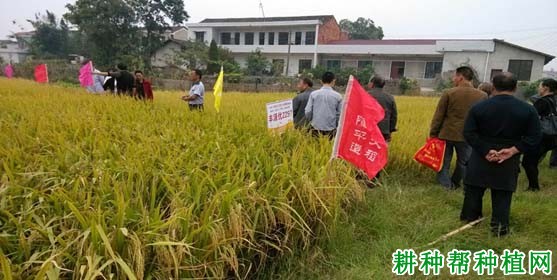 丰源优2297水稻品种好不好? 丰源优2297水稻品种好不好?