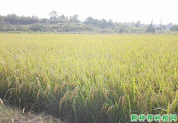 玉香占水稻品种好不好? 玉香占水稻品种好不好?