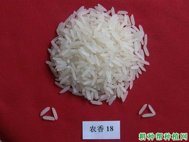 农香18水稻品种好不好? 农香18水稻品种好不好?