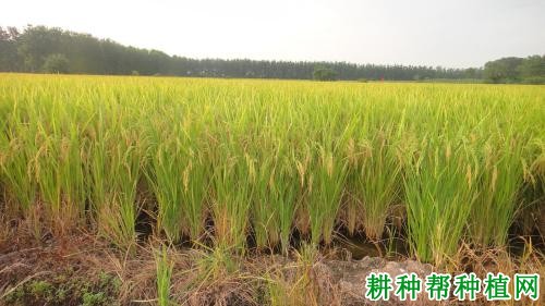 两优628水稻品种好不好? 两优628水稻品种好不好?