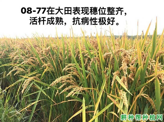 富尔08-77水稻品种好不好? 富尔08-77水稻品种好不好?