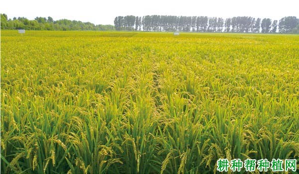 富尔08-77水稻品种好不好? 富尔08-77水稻品种好不好?