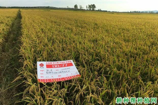 富尔08-77水稻品种好不好? 富尔08-77水稻品种好不好?